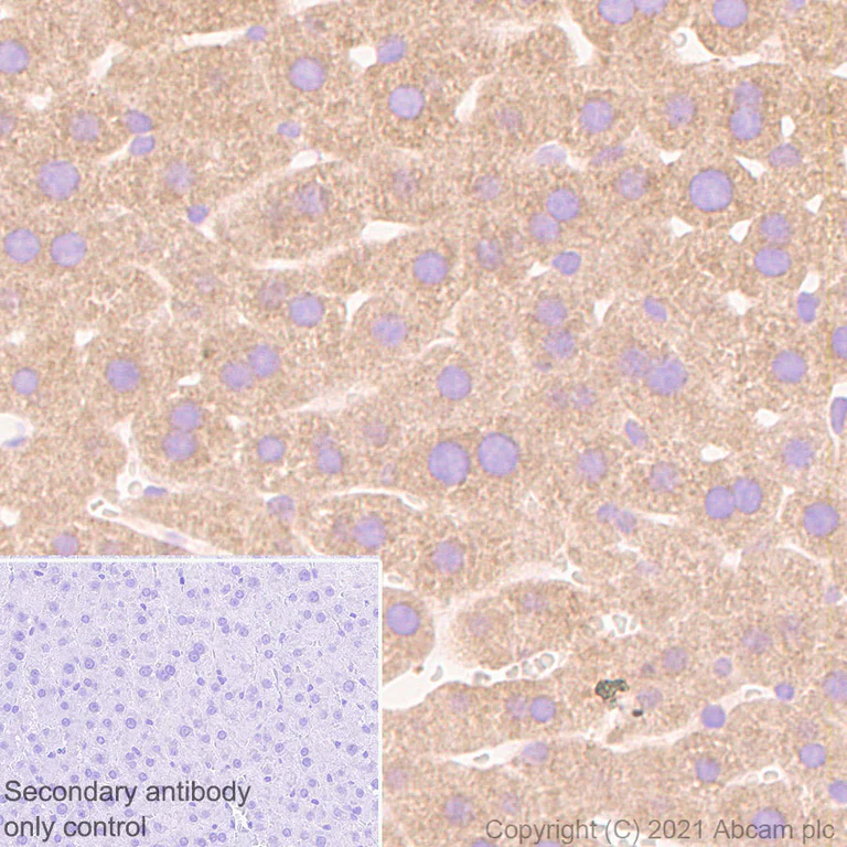 Immunohistochemistry (Formalin/PFA-fixed paraffin-embedded sections) - Anti-GPCR LGR6 antibody [EPR6874] (AB126747)