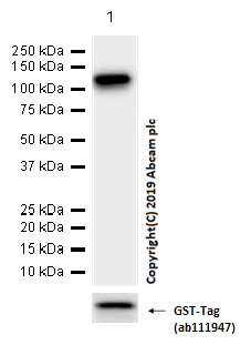 Western blot - Anti-GPCR LGR6 antibody [EPR6874] (AB126747)