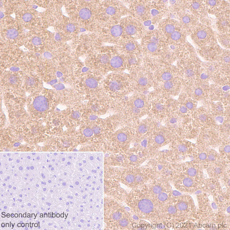 Immunohistochemistry (Formalin/PFA-fixed paraffin-embedded sections) - Anti-GPCR LGR6 antibody [EPR6874] - BSA and Azide free (AB240030)