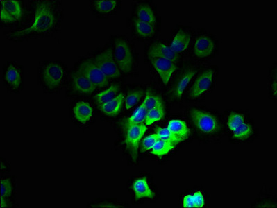 Immunocytochemistry/ Immunofluorescence - Anti-GPCR MRGX2 antibody (AB237047)