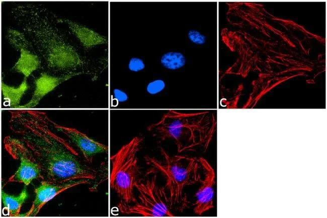 Immunocytochemistry/ Immunofluorescence - Anti-GPCR RDC1/CXCR-7 antibody (AB117836)