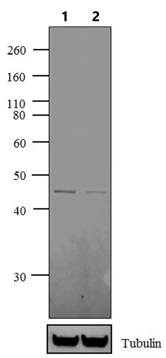 Western blot - Anti-GPCR RDC1/CXCR-7 antibody (AB117836)