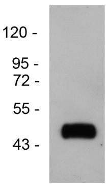 Western blot - Anti-GPCR RDC1/CXCR-7 antibody (AB117836)