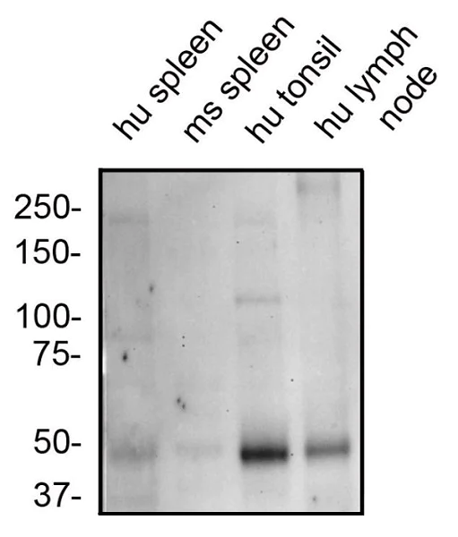 Western blot - Anti-GPCR RDC1/CXCR-7 antibody (AB72100)
