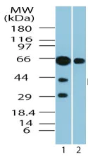 Western blot - Anti-GPCR RDC1/CXCR-7 antibody (AB72100)