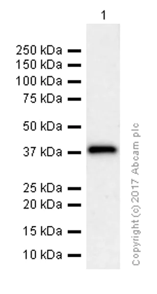 Western blot - Anti-GPCR RDC1/CXCR-7 antibody [EPR9321] (AB138509)