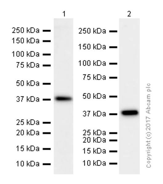 Western blot - Anti-GPCR RDC1/CXCR-7 antibody [EPR9321] (AB138509)