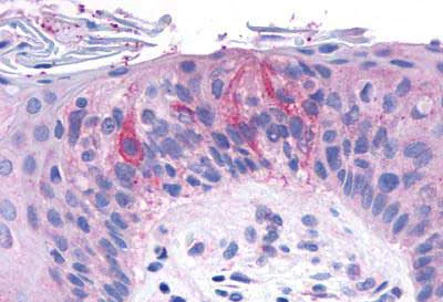 Immunohistochemistry (Formalin/PFA-fixed paraffin-embedded sections) - Anti-GPCR TAS1R2 antibody - N-terminal (AB150495)