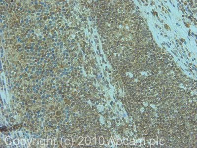 Immunohistochemistry (Formalin/PFA-fixed paraffin-embedded sections) - Anti-GPCR TGR5 antibody (AB72608)