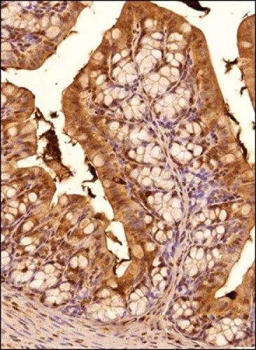 Immunohistochemistry (Formalin/PFA-fixed paraffin-embedded sections) - Anti-GPCR TGR5 antibody (AB72608)