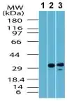 Western blot - Anti-GPCR TGR5 antibody (AB72608)