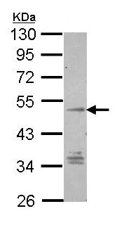 Western blot - Anti-GPCR TM7SF1 antibody (AB96809)