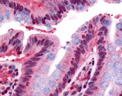 Immunohistochemistry (Formalin/PFA-fixed paraffin-embedded sections) - Anti-GPCR150 antibody (AB117074)