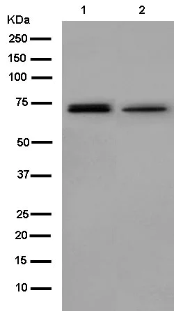 Western blot - Anti-GPD2 antibody [EPR14260] (AB182144)