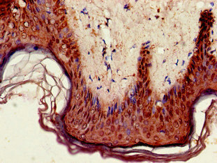 Immunohistochemistry (Formalin/PFA-fixed paraffin-embedded sections) - Anti-Gpihbp1 antibody (AB224728), expandable thumbnail