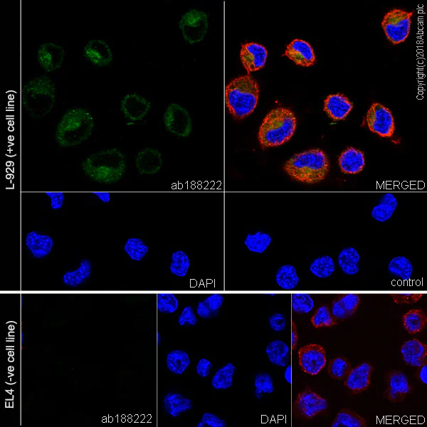 Immunocytochemistry/ Immunofluorescence - Anti-GPNMB antibody [EPR18226-147] (AB188222)