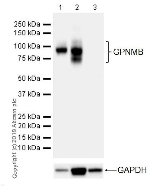 Western blot - Anti-GPNMB antibody [EPR18226-147] (AB188222), expandable thumbnail