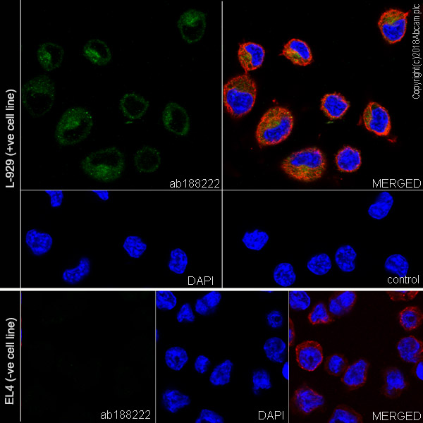 Immunocytochemistry/ Immunofluorescence - Anti-GPNMB antibody [EPR18226-147] - BSA and Azide free (AB234529), expandable thumbnail
