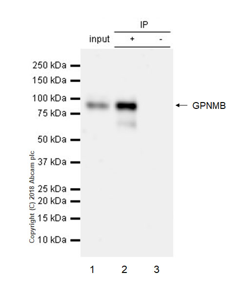 Immunoprecipitation - Anti-GPNMB antibody [EPR18226-147] - BSA and Azide free (AB234529), expandable thumbnail