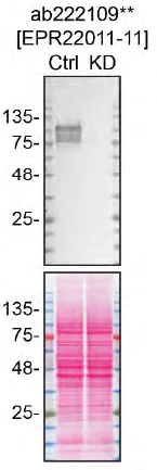 Western blot - Anti-GPNMB antibody [EPR22011-11] (AB222109)