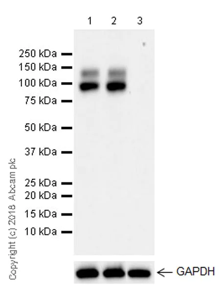 Western blot - Anti-GPNMB antibody [EPR22011-11] (AB222109)