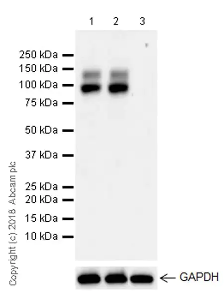 Western blot - Anti-GPNMB antibody [EPR22011-11] - BSA and Azide free (AB236209)