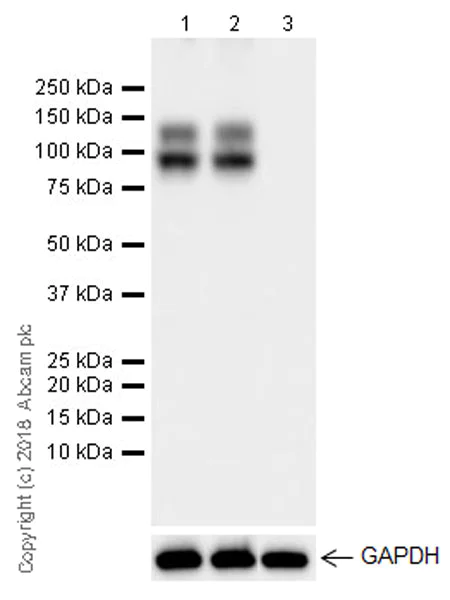 Western blot - Anti-GPNMB antibody [EPR22011-47] (AB235873)