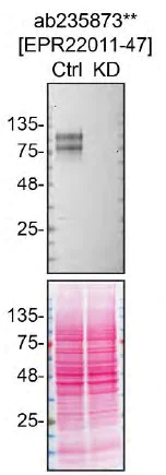 Western blot - Anti-GPNMB antibody [EPR22011-47] - BSA and Azide free (AB236211)