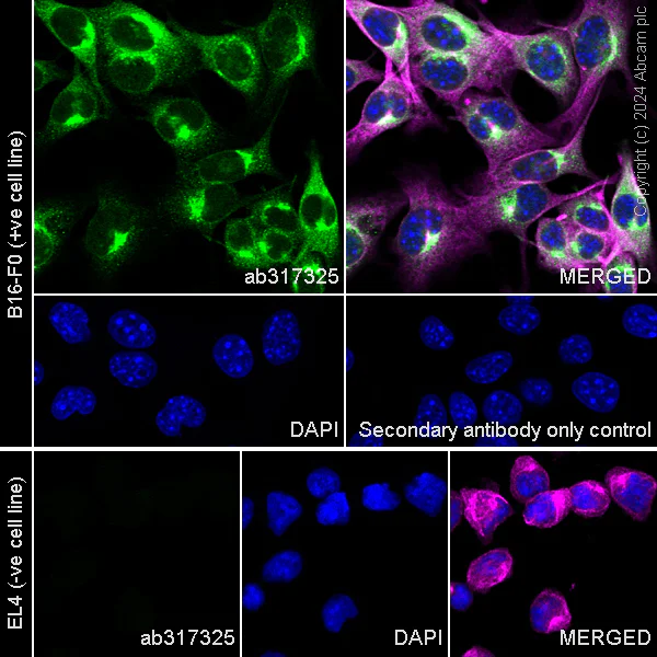 Immunocytochemistry/ Immunofluorescence - Anti-GPNMB antibody [EPR29063-10] - BSA and Azide free (AB317326)