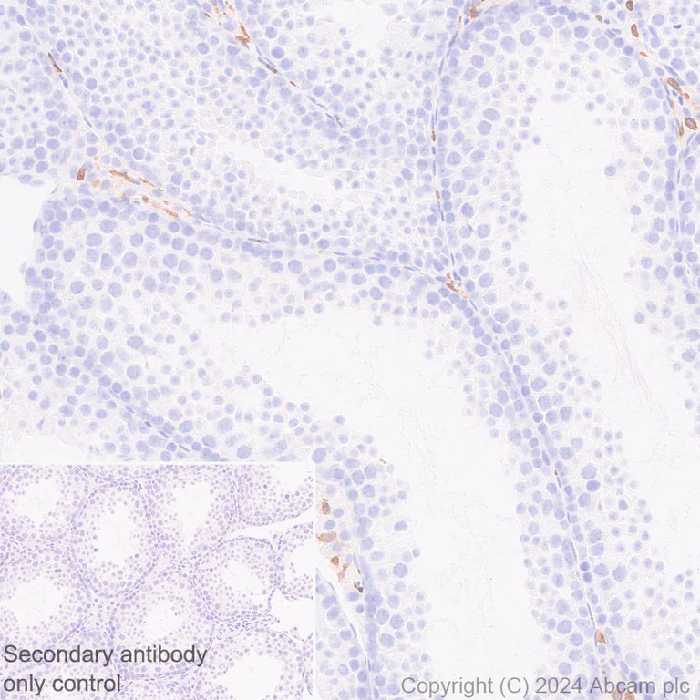 Immunohistochemistry (Formalin/PFA-fixed paraffin-embedded sections) - Anti-GPNMB antibody [EPR29063-10] - BSA and Azide free (AB317326)