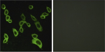 Immunocytochemistry/ Immunofluorescence - Anti-GPR 139 antibody (AB129879)