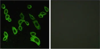 Immunocytochemistry/ Immunofluorescence - Anti-GPR 139 antibody (AB129879)