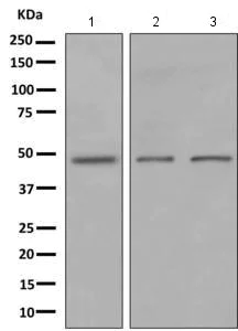 Western blot - Anti-GPR 139 antibody [EPR10766] - BSA and Azide free (AB249228)