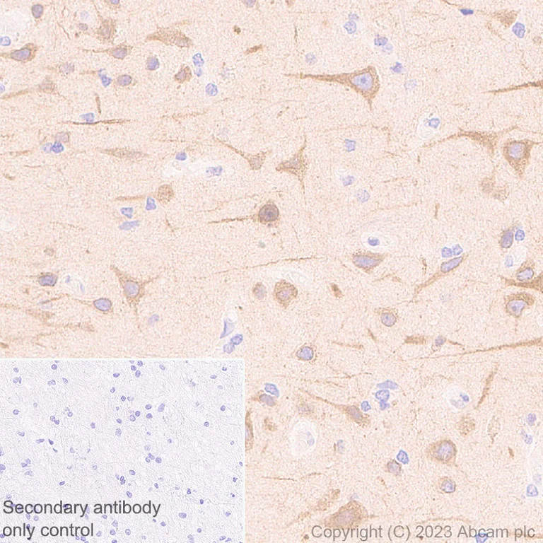 Immunohistochemistry (Formalin/PFA-fixed paraffin-embedded sections) - Anti-GPR 139 antibody [EPR28373-9] (AB315468)
