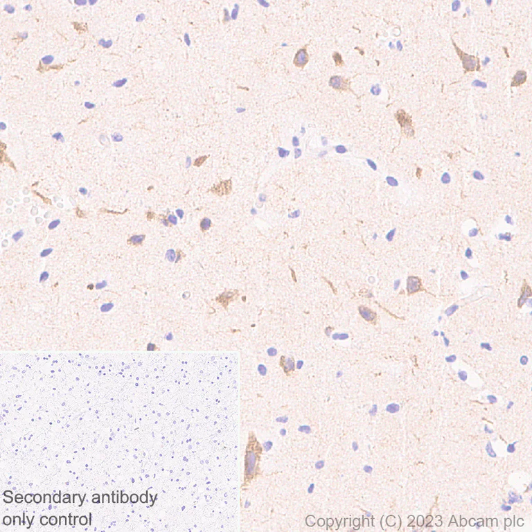 Immunohistochemistry (Formalin/PFA-fixed paraffin-embedded sections) - Anti-GPR 139 antibody [EPR28373-9] (AB315468)