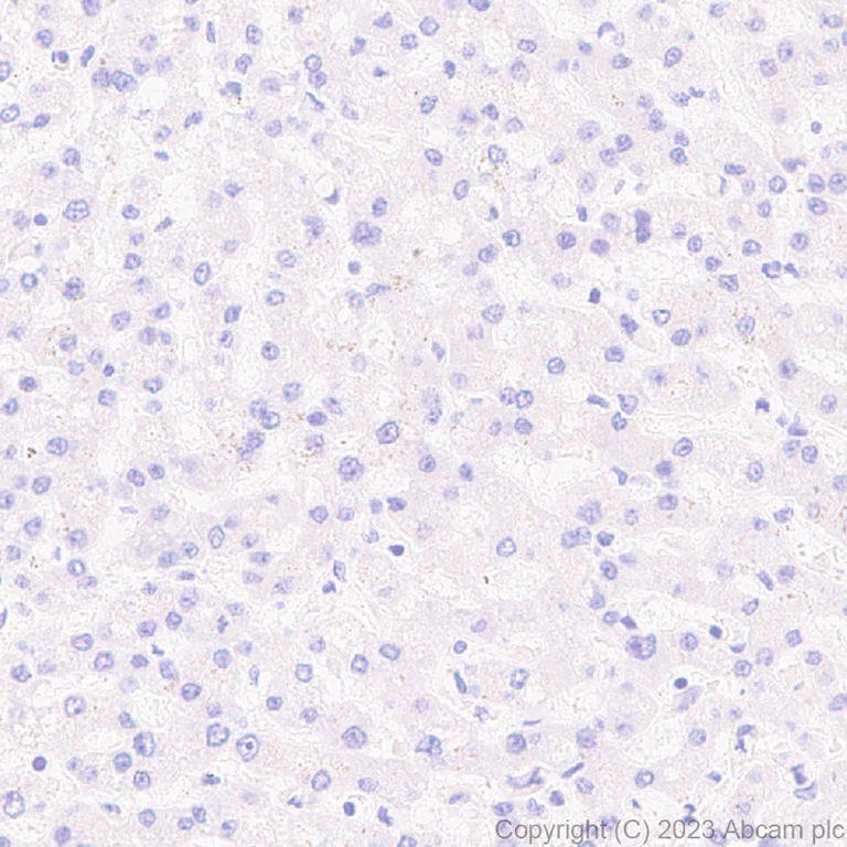 Immunohistochemistry (Formalin/PFA-fixed paraffin-embedded sections) - Anti-GPR 139 antibody [EPR28373-9] (AB315468)