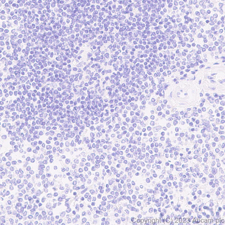 Immunohistochemistry (Formalin/PFA-fixed paraffin-embedded sections) - Anti-GPR 139 antibody [EPR28373-9] (AB315468)