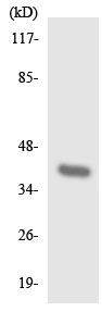 Western blot - Anti-GPR 174 antibody (AB136271), expandable thumbnail