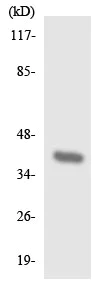 Western blot - Anti-GPR 174 antibody (AB136271)