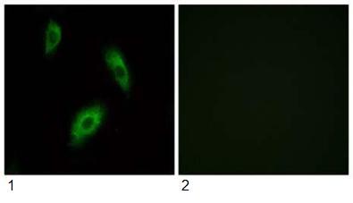 Immunocytochemistry/ Immunofluorescence - Anti-GPR 174 antibody (AB92796)