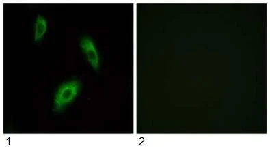 Immunocytochemistry/ Immunofluorescence - Anti-GPR 174 antibody (AB92796)