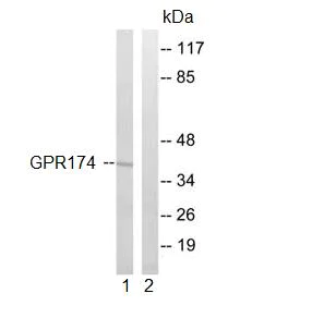 Western blot - Anti-GPR 174 antibody (AB92796)