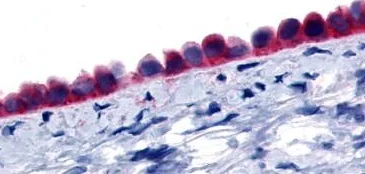 Immunohistochemistry (Formalin/PFA-fixed paraffin-embedded sections) - Anti-GPR133 antibody - N-terminal (AB188637)