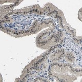 Immunohistochemistry (Formalin/PFA-fixed paraffin-embedded sections) - Anti-GPR158 antibody (AB121388), expandable thumbnail