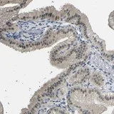 Immunohistochemistry (Formalin/PFA-fixed paraffin-embedded sections) - Anti-GPR158 antibody (AB121388)