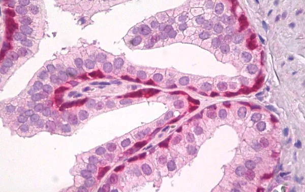 Immunohistochemistry (Formalin/PFA-fixed paraffin-embedded sections) - Anti-GPR171 antibody (AB189282)