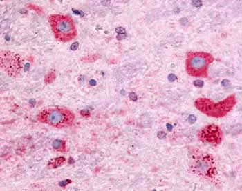 Immunohistochemistry (Formalin/PFA-fixed paraffin-embedded sections) - Anti-GPR171 antibody (AB60843)