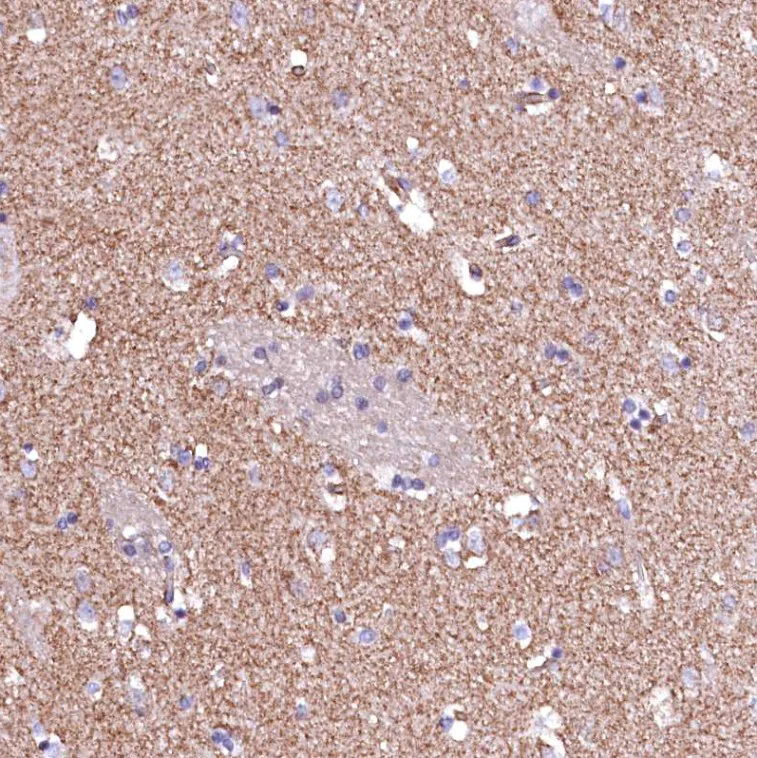 Immunohistochemistry (Formalin/PFA-fixed paraffin-embedded sections) - Anti-GPR176 antibody (AB122605)