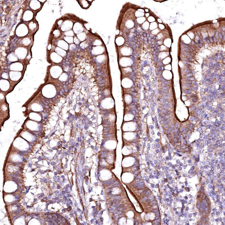 Immunohistochemistry (Formalin/PFA-fixed paraffin-embedded sections) - Anti-GPR176 antibody (AB122605)