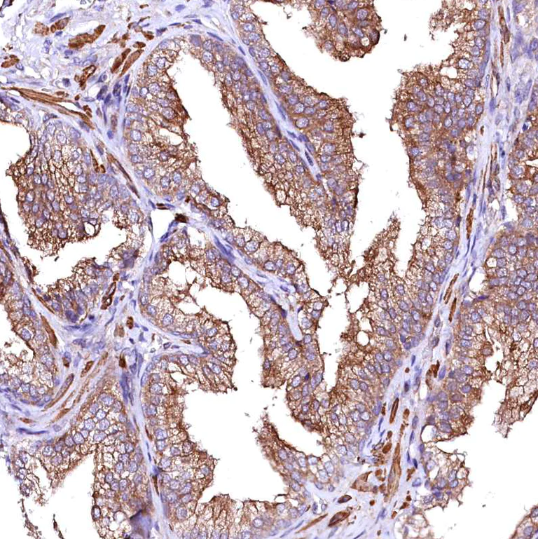 Immunohistochemistry (Formalin/PFA-fixed paraffin-embedded sections) - Anti-GPR176 antibody (AB122605)